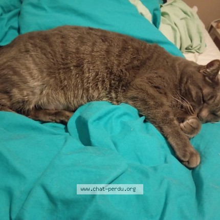 Photo of a cat found in Saint Brevin Les Pins