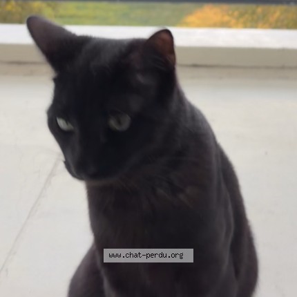 Photo of a cat found in Saint Michel Sur Orge