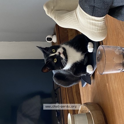 Photo of a cat found in Nantes