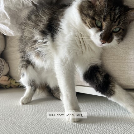 Photo of a cat found in Lyon