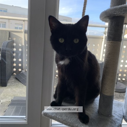 Photo of a cat found in Reims