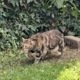 Kitty