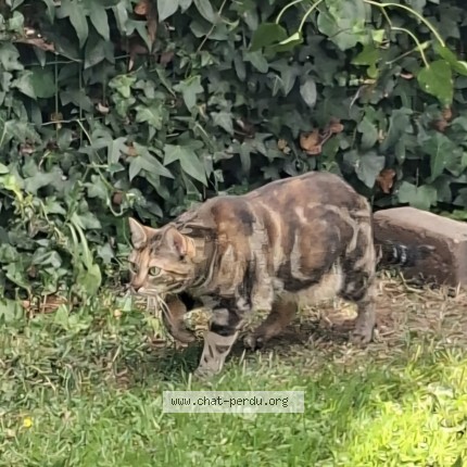 Foto 1/1 Kitty Kat vermist in Sint Pieters Leeuw
