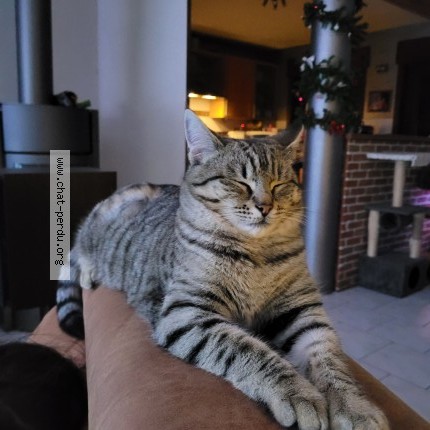 Foto 1/1 Ricotta Kat vermist in Herchies