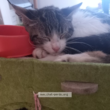 Photo of a cat found in Moulidars