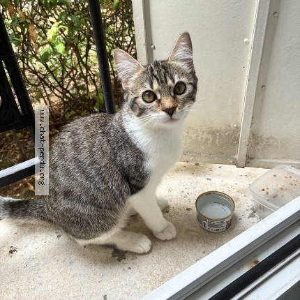 Photo of a cat found in Paris