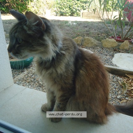 Photo of a cat found in Berson