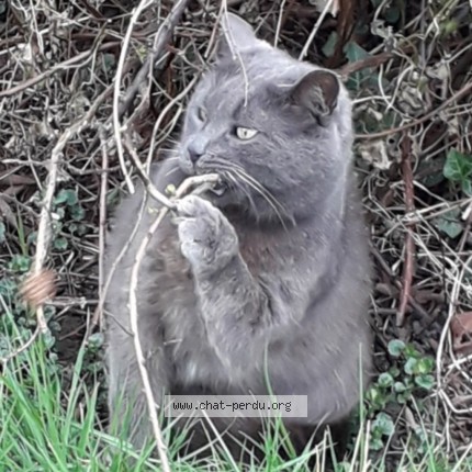 Photo of a cat found in Saint Floris