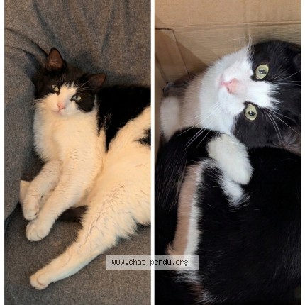 Foto 1/1 Bubble Kat vermist in Outrelouxhe Stree