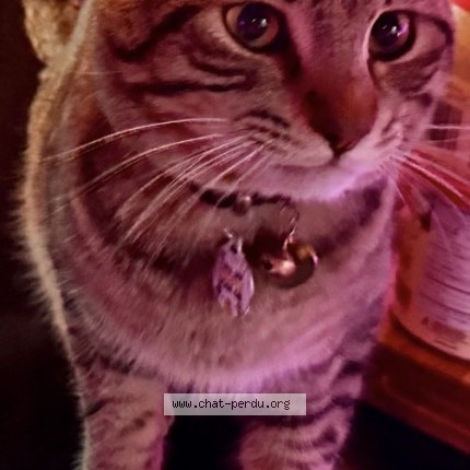 Photo 1/1 gucci Cat lost in St Lin Laurentides