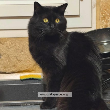 Photo of a cat found in Bretigny Sur Orge
