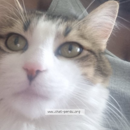 Photo of a cat found in Taverny