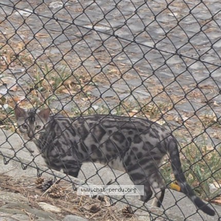 Foto 1/1 Itachi Gatto smarrito a Geneve