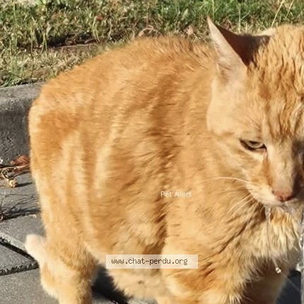 Photo of a cat found in Amiens
