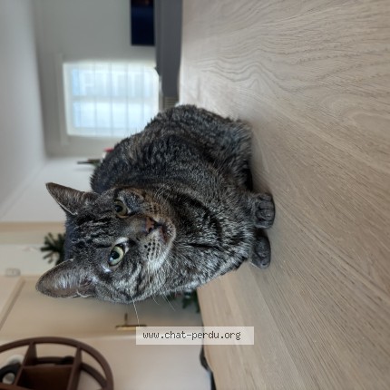 Foto 1/1 moussaka Kat vermist in Woluwe Saint Pierre