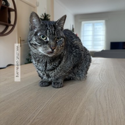 Foto 1/1 moussaka Kat vermist in Woluwe Saint Pierre