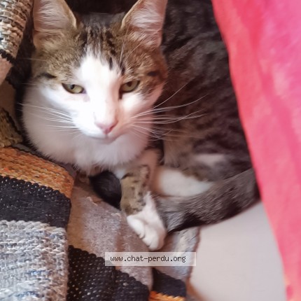 Photo of a cat found in Falck
