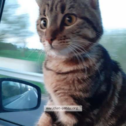 Photo of a cat found in Chateauroux