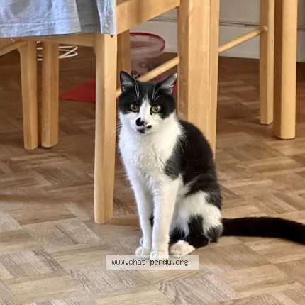 Photo of a cat found in Commentry