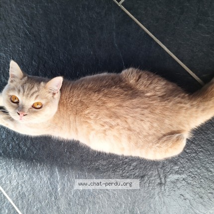 Foto 1/1 Azzaro Kat vermist in Spy