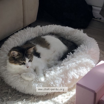 Photo 1/1 Charlotte Cat lost in Trois Rivieres