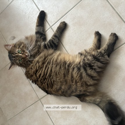 Photo of a cat found in Vennecy