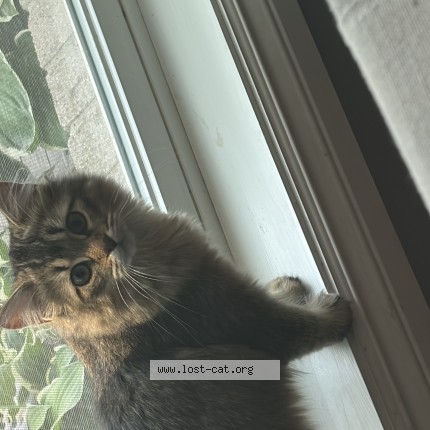 Picture of cat lost at Brampton