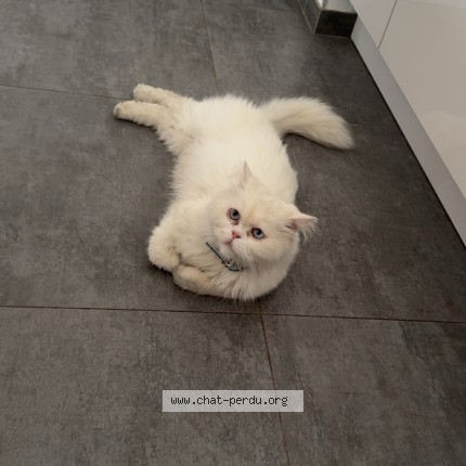 Photo of a cat found in Le Havre