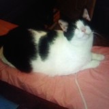 Oliver