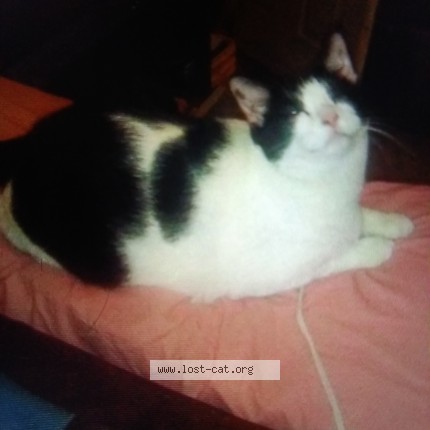 Photo 1/2 Oliver Cat lost in Abilene
