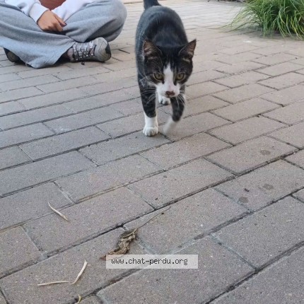 Foto 1/1 Kat gevonden Gevonden in Galmaarden