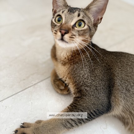 Foto 1/1 EVO Gatto smarrito a Le Neuveville