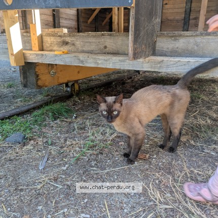 Photo of a cat found in Medreac