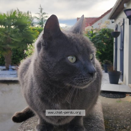 Photo of a cat found in Seyresse