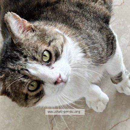 Foto einer wiedergefundenen Katze in Grimaud