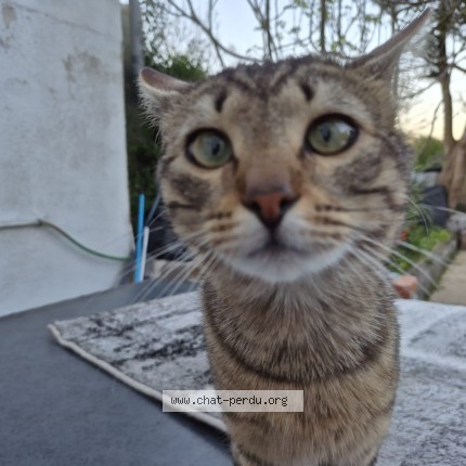 Photo of a cat found in Le Havre