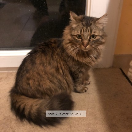 Photo of a cat found in Lavau