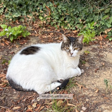 Photo of a cat found in Villefontaine