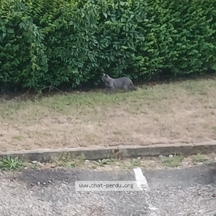 Photo of a cat found in Abbeville