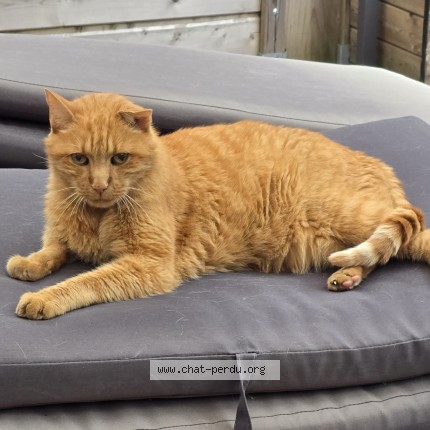 Photo of a cat found in Wasquehal