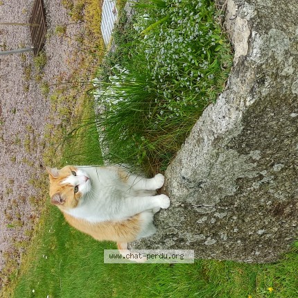 Photo of a cat found in Mordelles