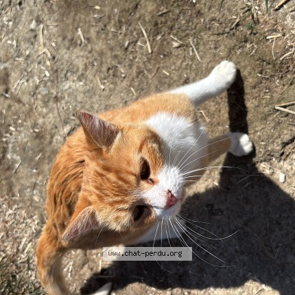 Foto 1/1 Gefundene Katze Gefunden in Cossonay