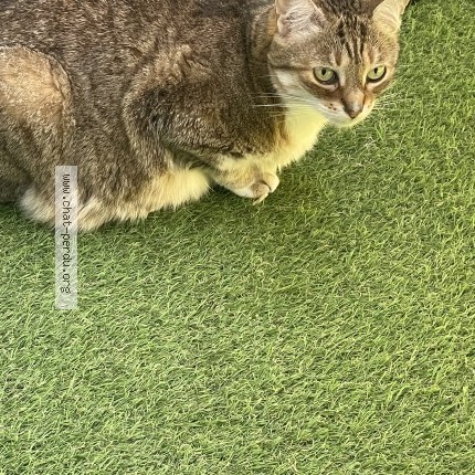 Photo of a cat found in Bordeaux