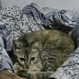 Kitty Cat