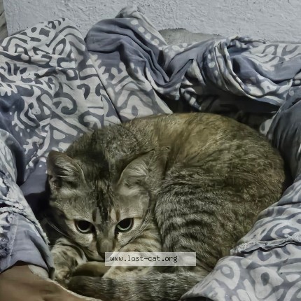 Photo 1/1 Kitty Cat Cat lost in Hyderabad