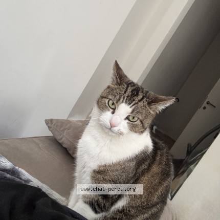 Foto 1/1 mimi Kat vermist in Bruxelles