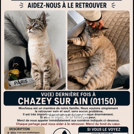 Photo of a cat found in Chazey Sur Ain