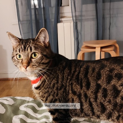 Photo of a cat found in Lille
