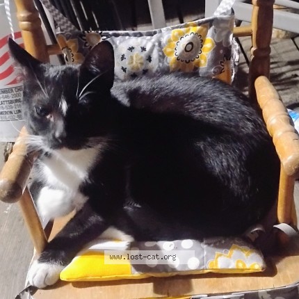 Photo 1/1 Diamond Cat lost in Plattsburg