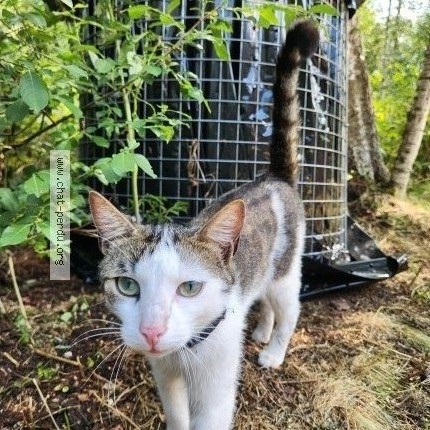 Foto 1/1 Suga Gatto smarrito a Les Ponts De Martel